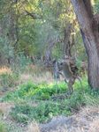 14125 Baboon drinking from the tap.jpg